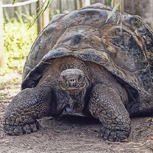 Giant Tortoise in the Galapagos 