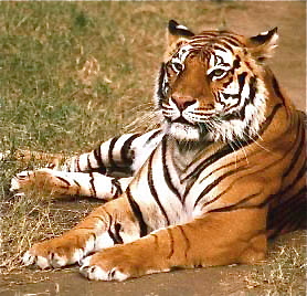 Tiger in Manas Sanctuary