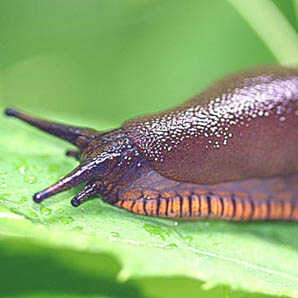 slug on leaf